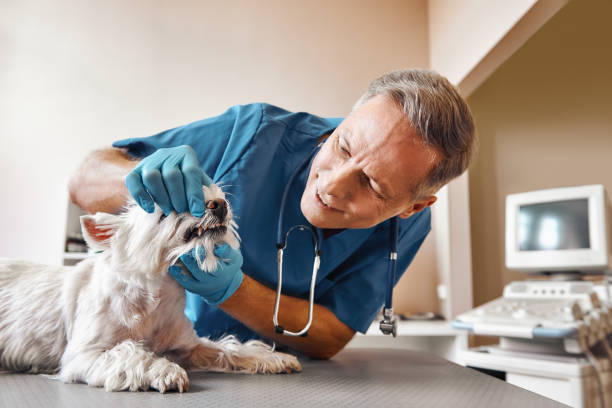 Best Affordable Emergency Dental Care  in Leisure Knoll, NJ
